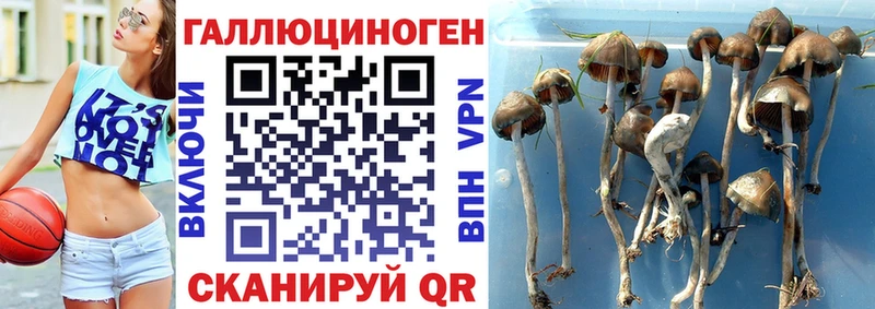 Псилоцибиновые грибы ЛСД  Афипский 